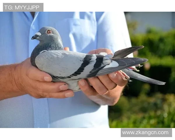 2019赛季梅斯对阵奥尔良的比分预测分析与赛前展望